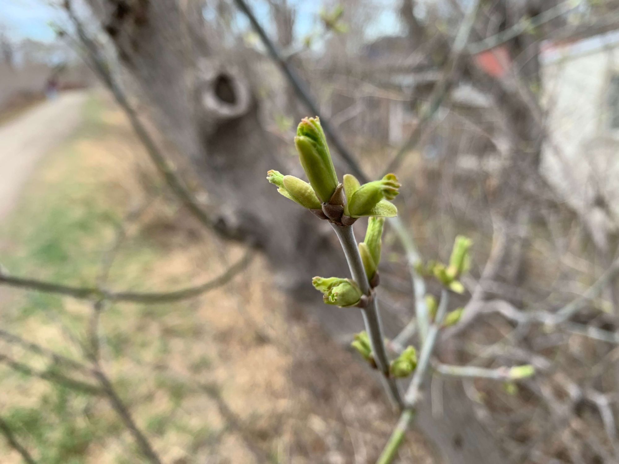 New life on a plant