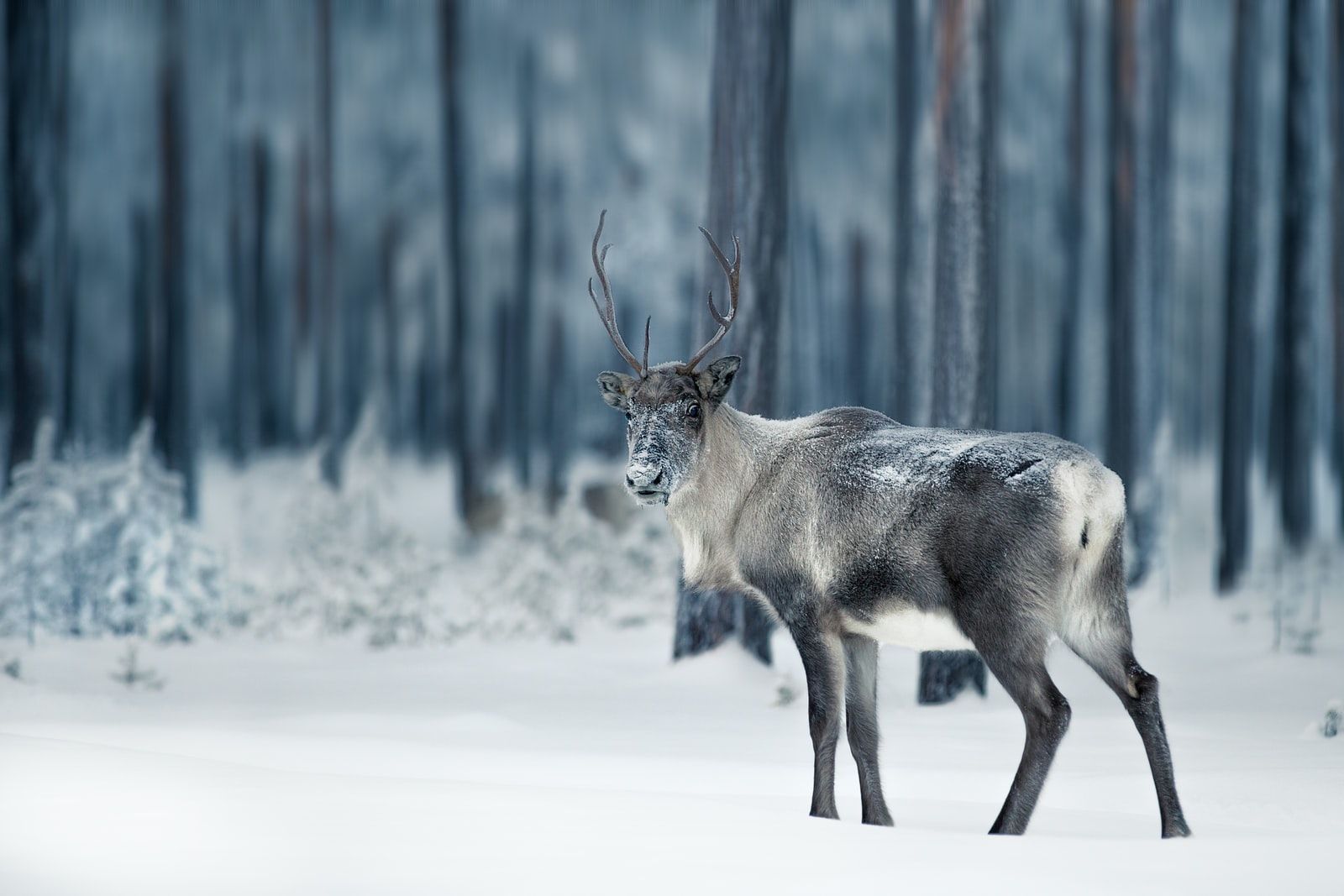 Thomas vs. the reindeer