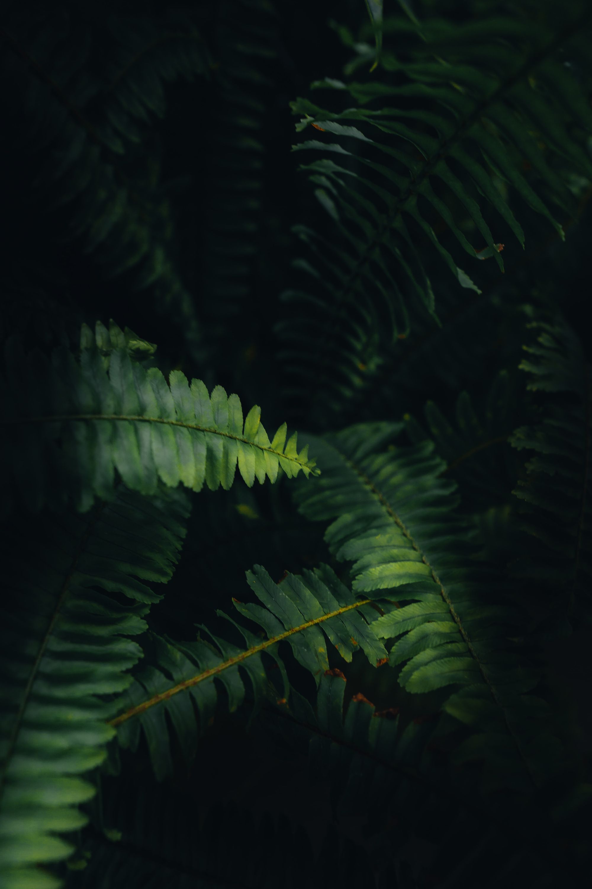 Beneath the ferns