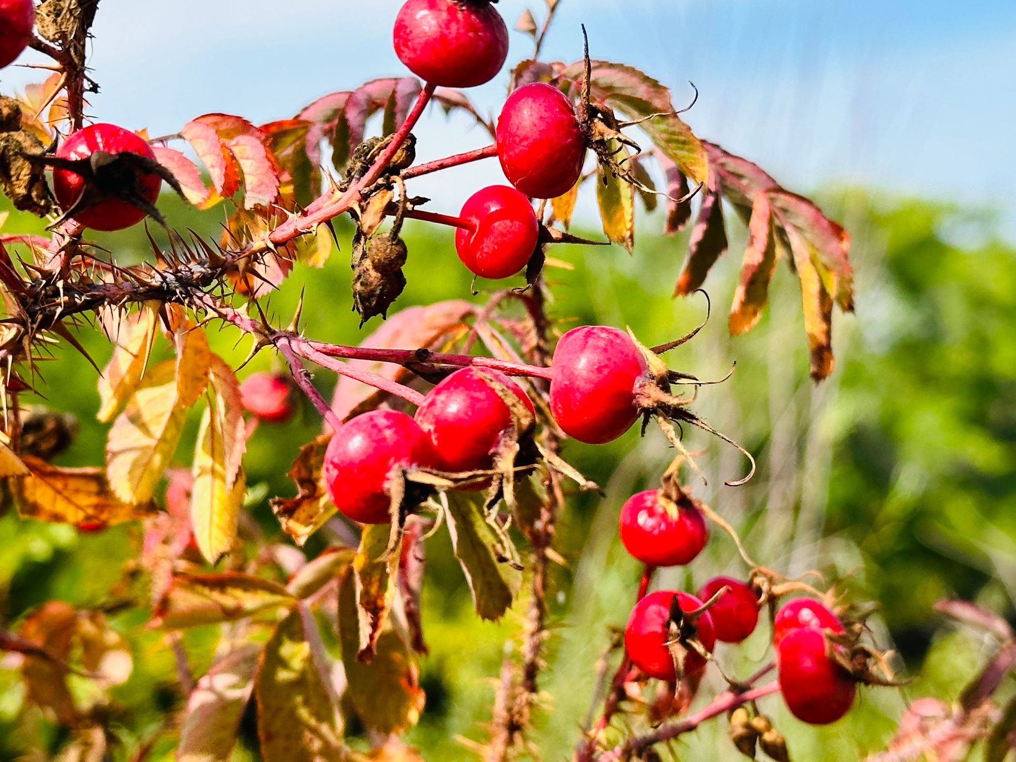 Red Berries