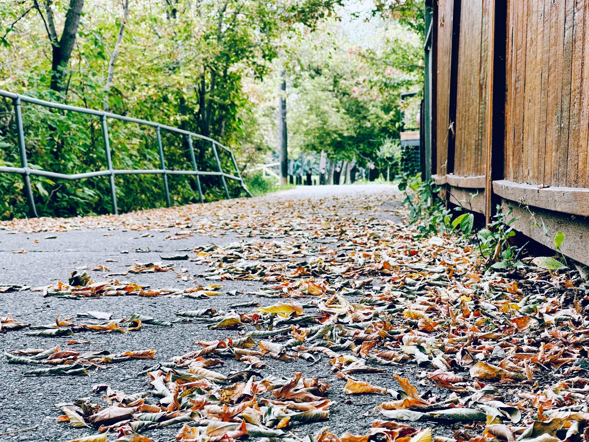 Monday morning walk