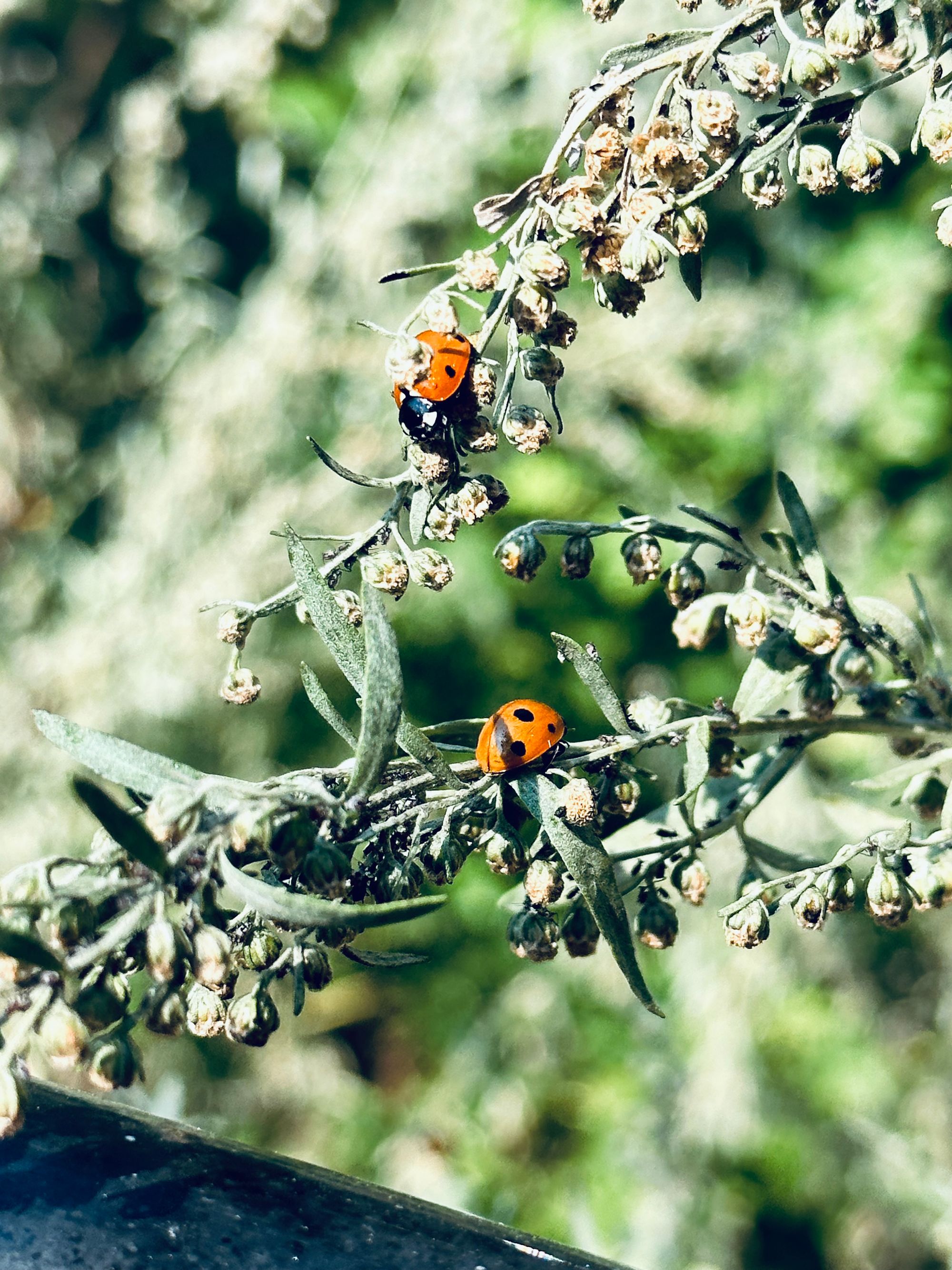 Ladybugs