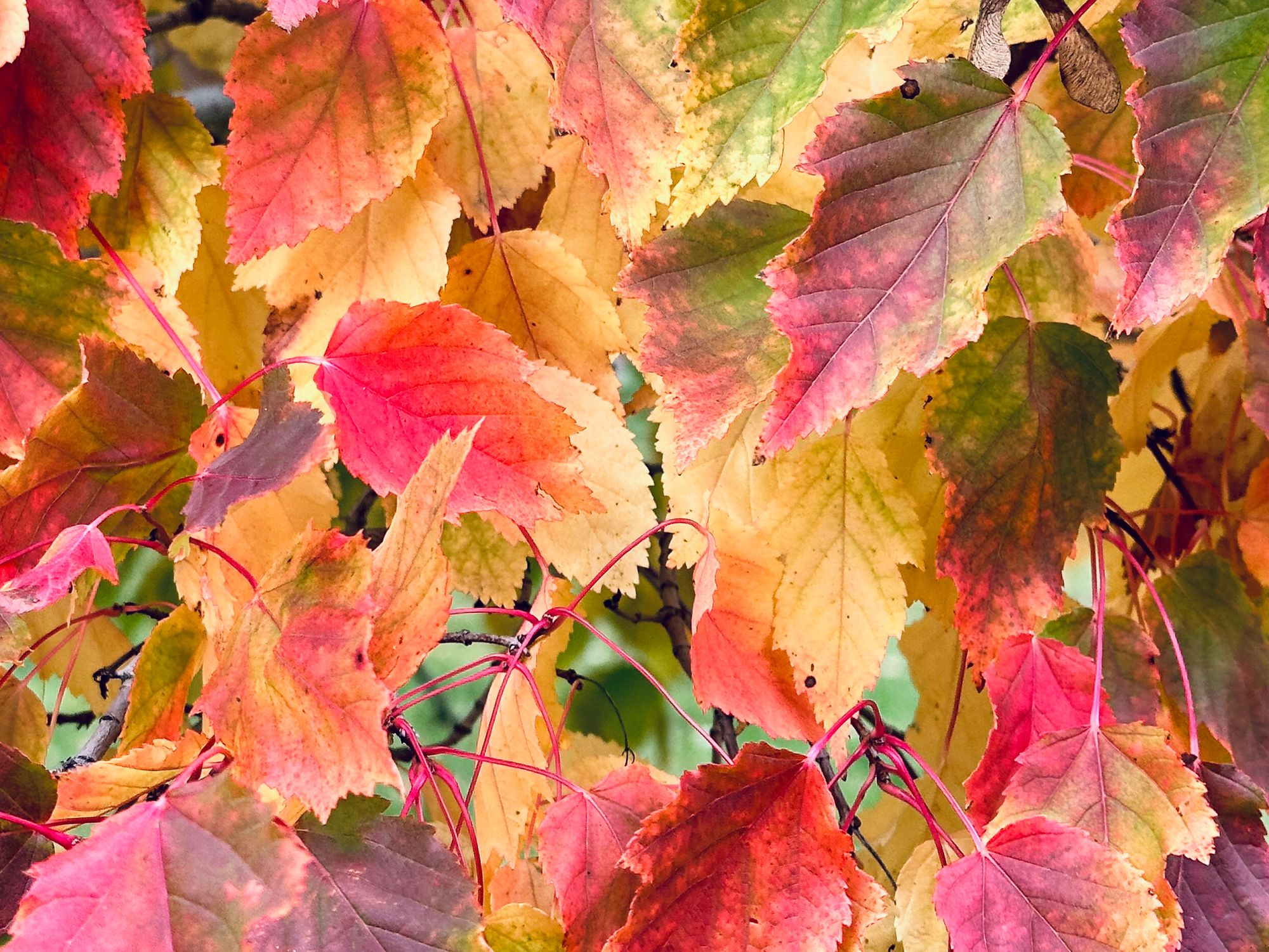 Fall colours, a big bug, and writing in the margins