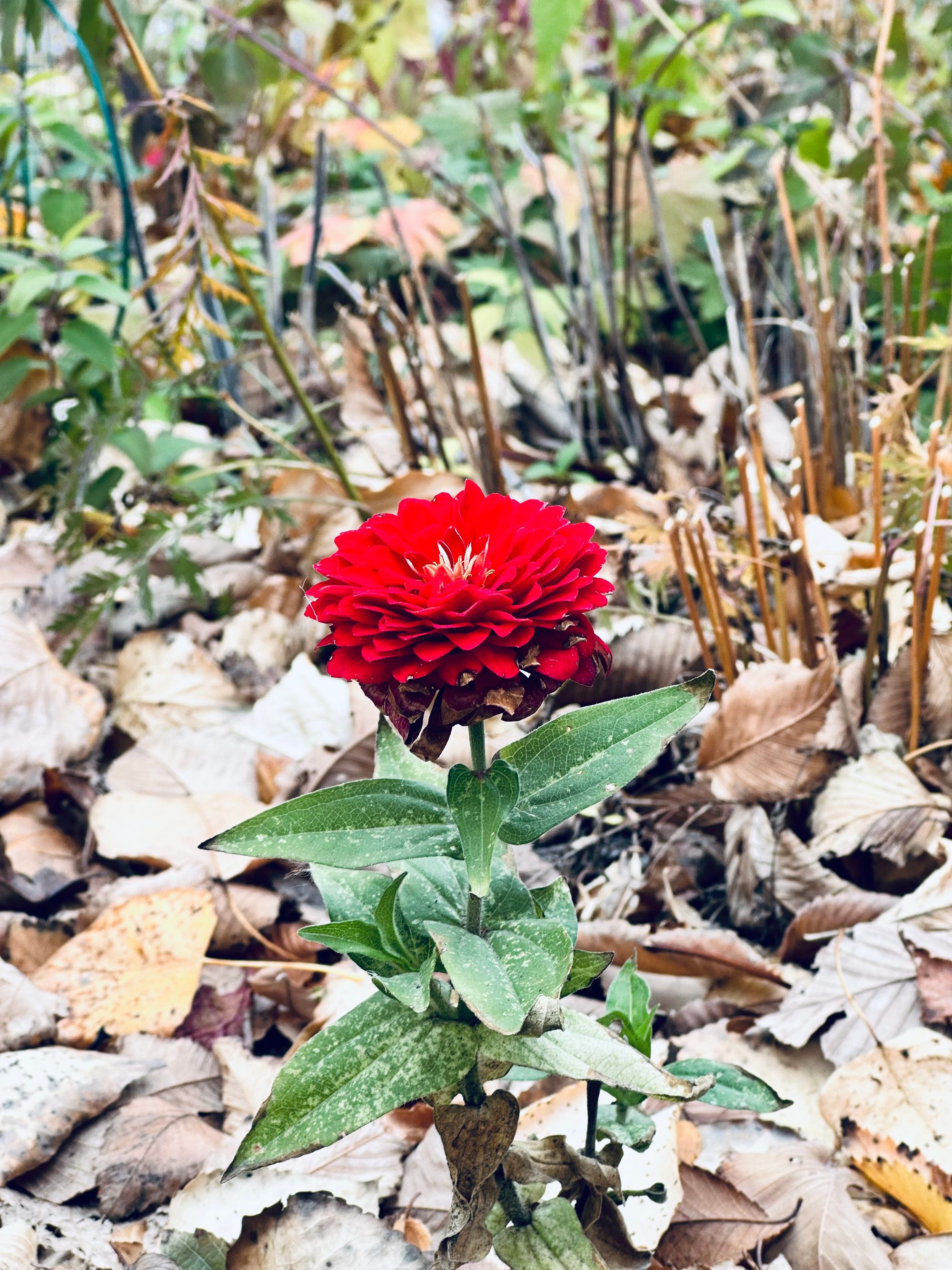 Fall flower