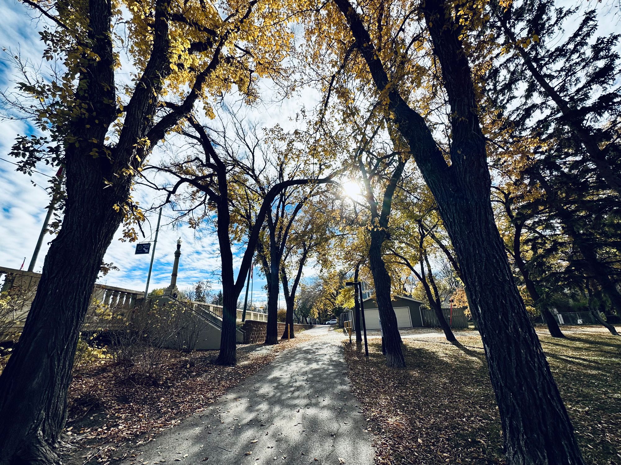 Shadows and leaves