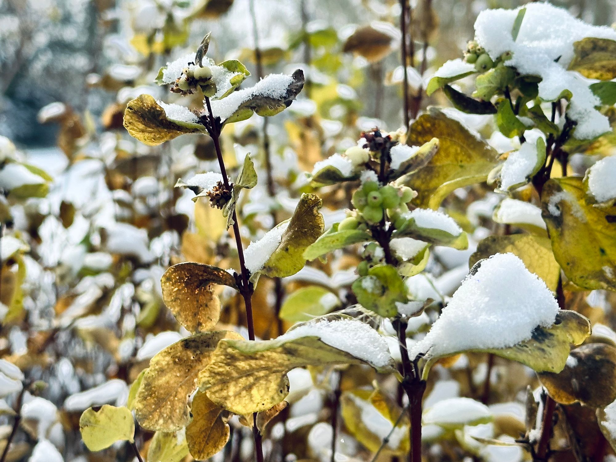 Snow on the leaves