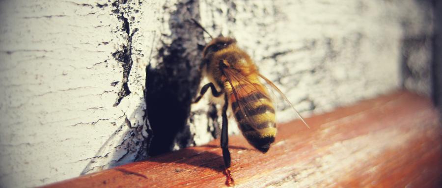 A Beekeeper's Summer
